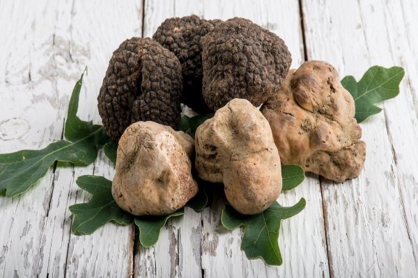 Nấm truffle là gì? Nấm truffle mua có tác dụng gì mua ở đâu?